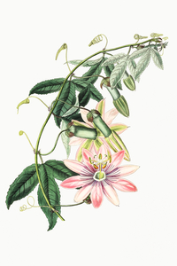 Mrs.Marryats tacsonia from Edwards Botanical Register 1829-1847  by Sydenham Edwards John Lindley and James Ridgway.