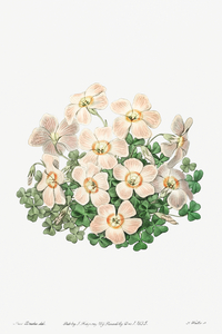 Piottas oxalis flowers from Edwards Botanical Register 1829-1847  by Sydenham Edwards John Lindley and James Ridgway.