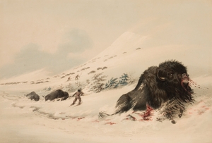 Buffalo Bull in Snow Drift 1844