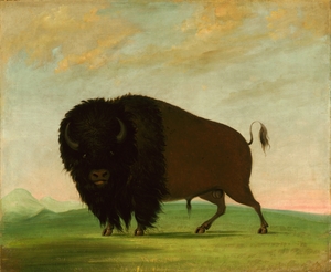 Buffalo Bull Grazing on the Prairie 1832-1833