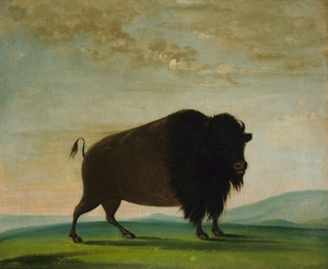 Buffalo Cow Grazing on the Prairie 1832-1833