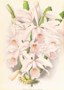Cattleya Maxima