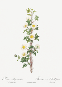 Scotch rose in bloom