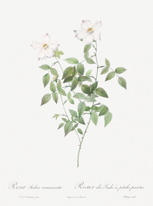 Vintage Austrian Briar rose