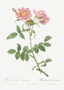 Lady monson rose in bloom