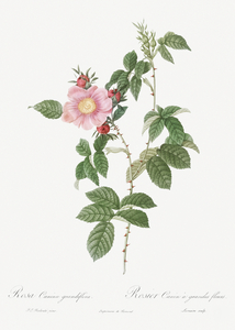 Dog rose in bloom