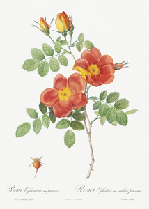 Vintage Austrian Briar rose