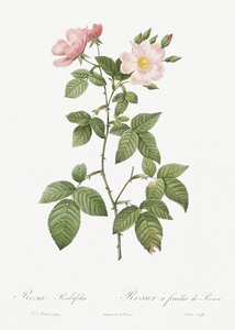 Redleaf rose in bloom