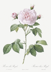 Vintage rosa alba