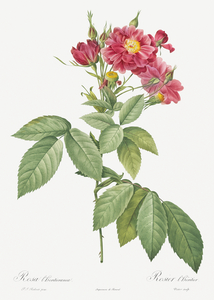Vintage rosa gallica rose
