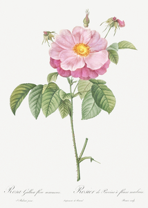 Speckled provins rose