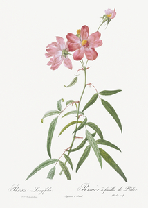 Blooming pink roses