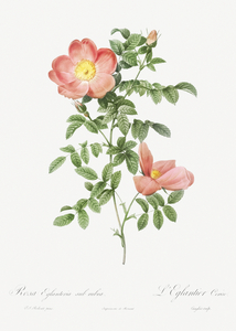 Pink provins rose