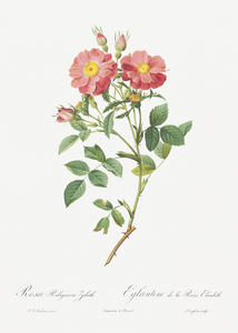 Blooming pink roses