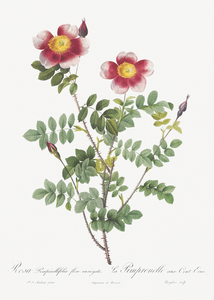 Vintage burnet rose