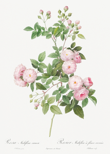 Pink baby roses
