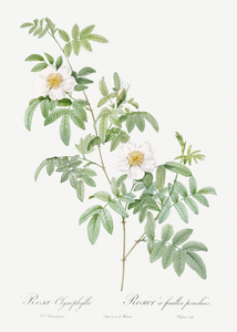 White rose shrub