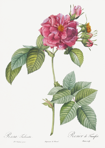 Pink french roses