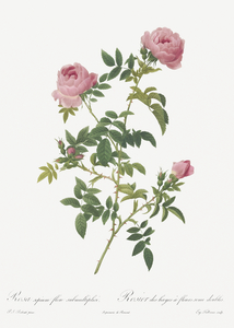 Pink french roses