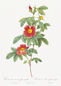 Blooming single may rose