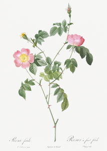 Pink Austrian copper rose