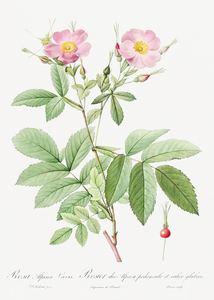 Pink alpine roses