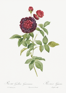 One hundred leaved rose