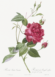 Red bengal rose