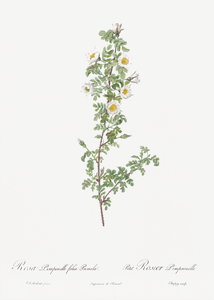 White burnet roses