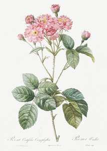 Vintage pink rosebush