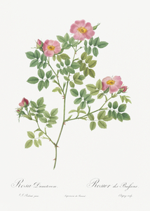 Vintage Provence rose