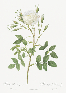 Vintage thornless Burnet rose