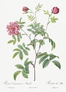 Vintage cinnamon rose