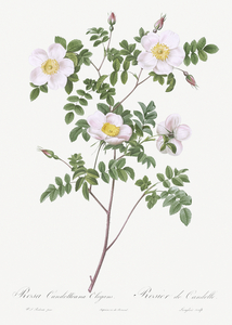 Vintage pink rosebush