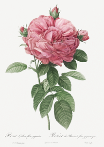 Burgundy cabbage rose in bloom