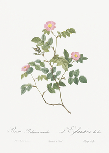 Blooming pink rosebush
