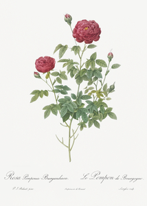 Burgundy cabbage rose in bloom