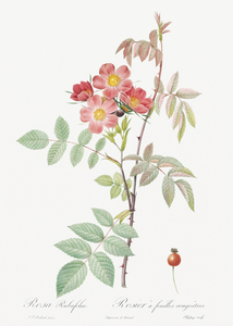 Vintage Rosa glauca rose