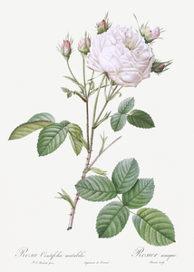 Pink bourbon roses