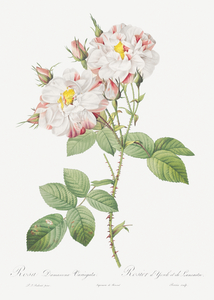 White damask rose