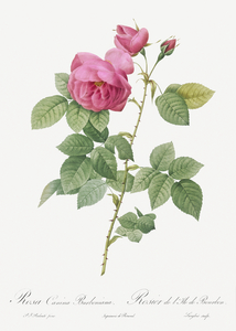 Pink bourbon roses