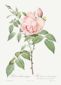 Blooming pink roses