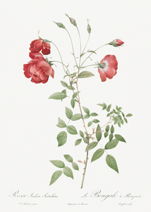 Vintage red rose