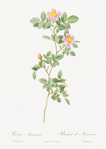 Blooming pink roses