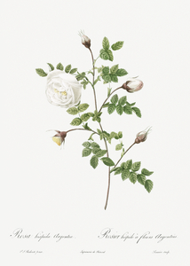 Hispid rose in bloom