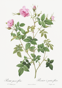 Pink flowering rosebush