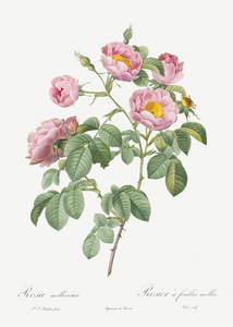 Pink roses in bloom