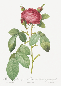 Red gallic rose