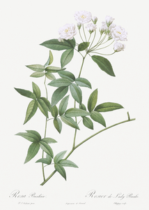 Vintage Lady Banks rose