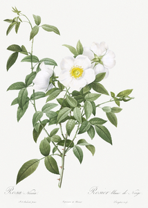 Blooming white roses